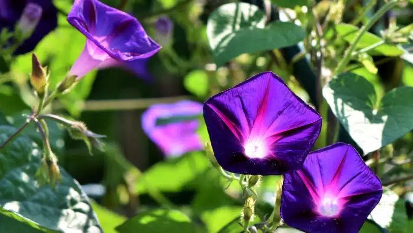 Quand les Fleurs du mal ont fleuri :  Le scandale judiciaire de Baudelaire en 1857